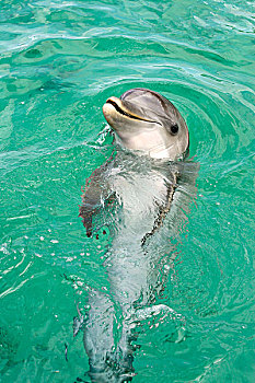 瓶鼻海豚,海豚,成年,游泳,洪都拉斯,中美洲,北美