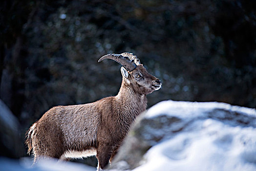 阿尔卑斯野山羊,冬天,羱羊,法国