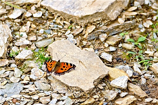 蝴蝶,橙色,石头