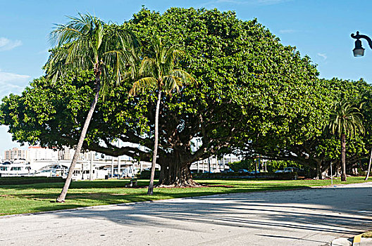 美国,佛罗里达,西部,棕榈海滩,菩提树