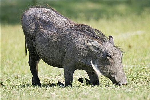疣猪,埃托沙国家公园,纳米比亚,非洲