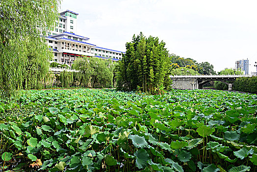 荷花池塘