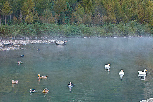 湖,水面,雾气,蒸腾,白雾,水蒸气,缥缈,仙境,灵性,家禽,鸭子,鹅,游动,自在,安静,自然,风光