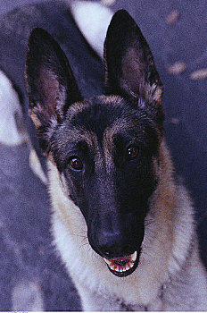 肖像,德国牧羊犬