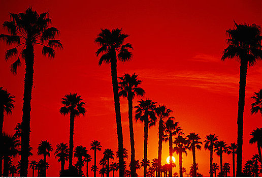 剪影,棕榈树,日落,加利福尼亚,美国