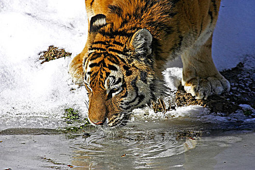 西伯利亚虎,东北虎,饮用水