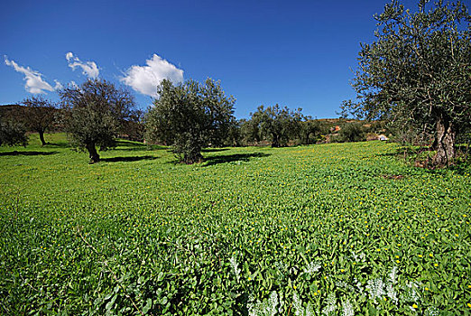 橄榄树,地点,西班牙