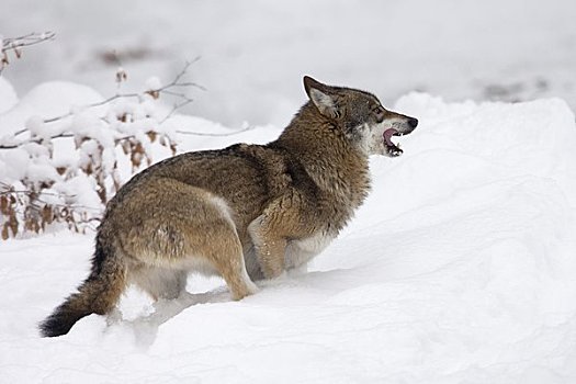 狼,巴伐利亚森林国家公园,德国