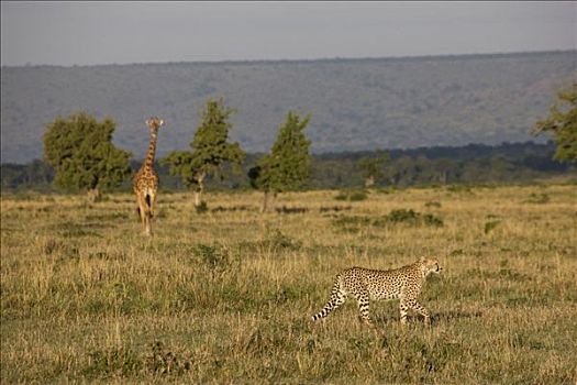 印度豹,猎豹,长颈鹿,草地,马赛马拉国家保护区,肯尼亚