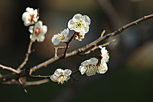 梅花