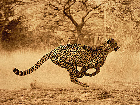 印度豹,跑