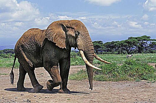 非洲象,成年,安伯塞利国家公园,公园,肯尼亚