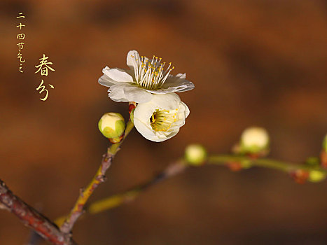 二十四节气