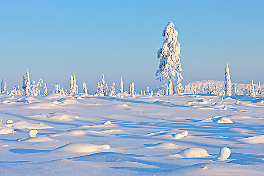 积雪,树,冬天,库萨莫,芬兰