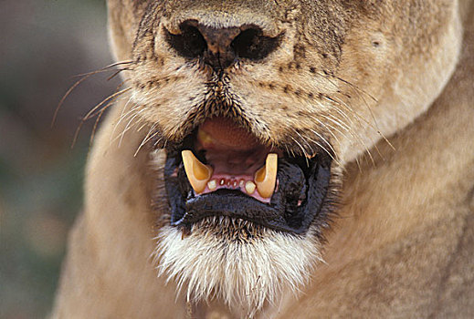 南非,卡拉哈迪大羚羊国家公园,特写,雌狮,狮子,张嘴,狗,牙齿