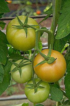 温室大棚种植西红柿