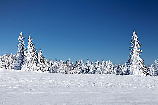 冬季风景,黑森林,巴登符腾堡,德国