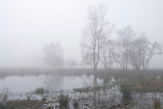 雾,荷兰,湿地,自然保护区,欧洲