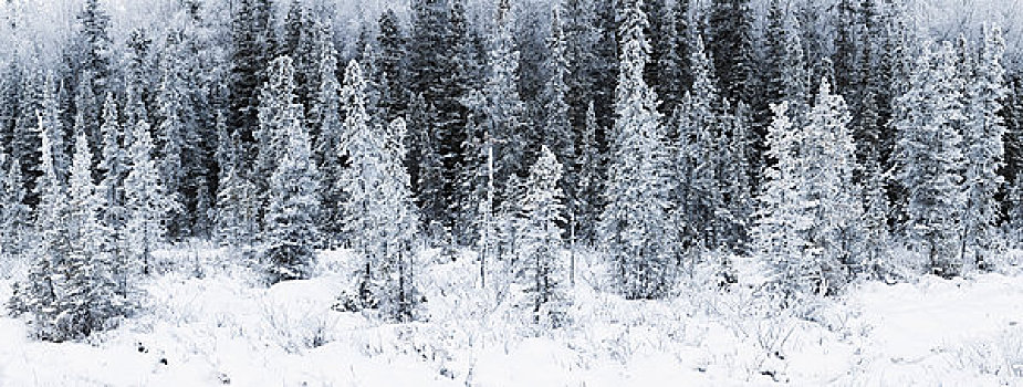 全景,白霜,遮盖,云杉,楚加奇州立公园,靠近,阿拉斯加,冬天