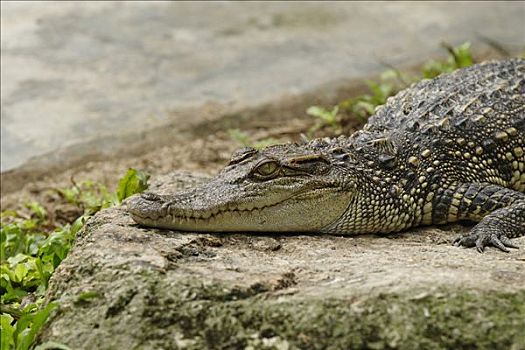 暹罗,鳄鱼,国家公园,泰国