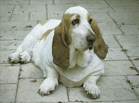 巴塞特猎犬