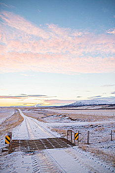 牛,格子,积雪,乡间小路,冰岛