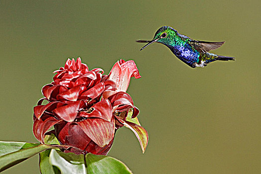 蜂鸟,进食,花,飞,住宿,西南方,厄瓜多尔