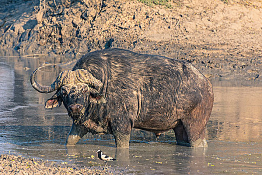 博茨瓦纳,乔贝国家公园,萨维提,老,雄性,南非水牛,非洲水牛,泥