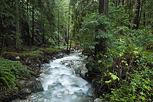 北美红杉,树林,溪流,大,加利福尼亚