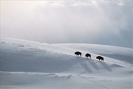 美洲野牛,野牛,积雪,地面,黄石国家公园,怀俄明