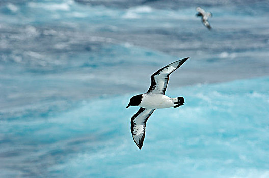南极,斯科舍海,靠近,南乔治亚,岬角,海燕类,飞跃,海洋