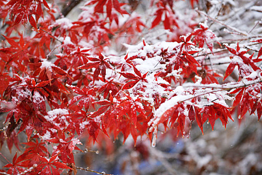 白雪红枫