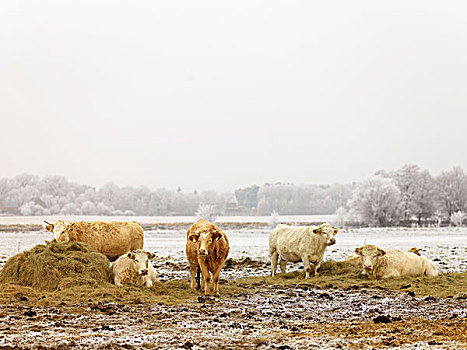 牛,冬天