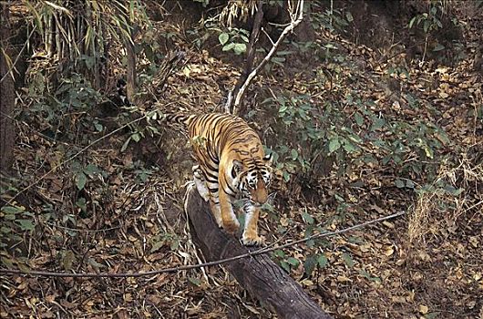 虎,孟加拉虎,濒危物种,哺乳动物,丛林,甘哈国家公园,中央邦,印度,亚洲,动物