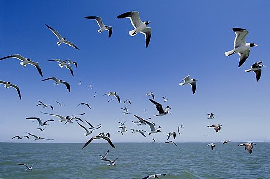 海鸥,跟随,后面,船,湾,佛罗里达,美国