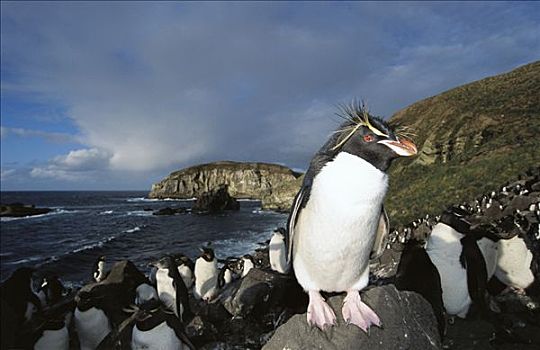 凤冠企鹅,南跳岩企鹅,生物群,漂石,斜坡,企鹅,坎贝尔岛,新西兰