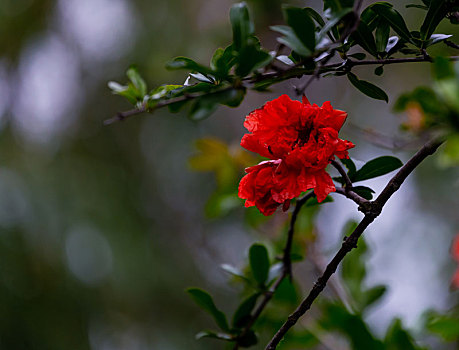 石榴花开