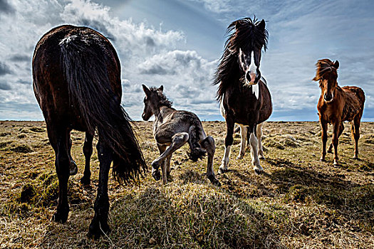 诞生,小马,起步,冰岛,马