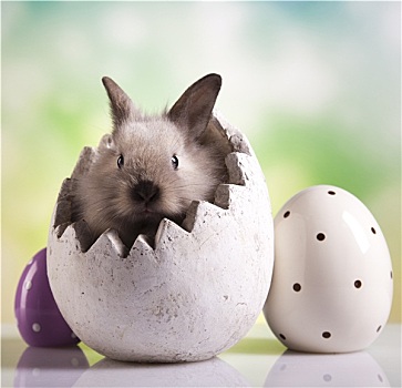 复活节兔子,蛋