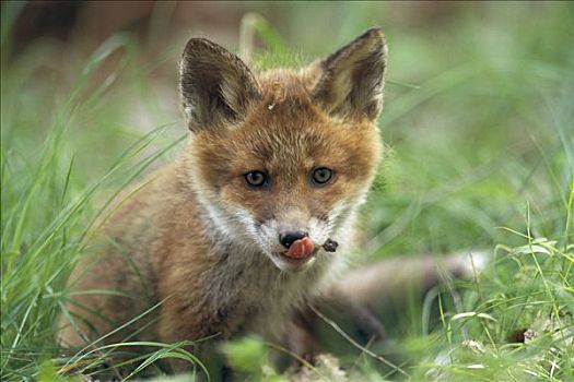 小,狐狸,舔,口鼻部
