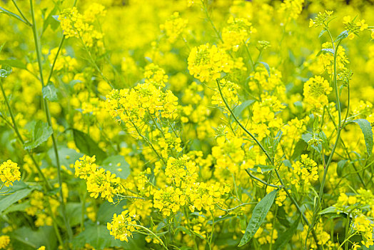 普定窝子地油菜花