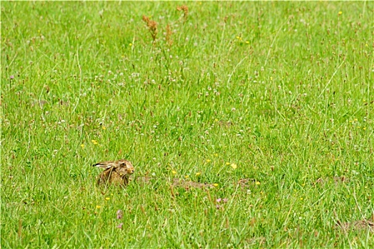 野兔,草地