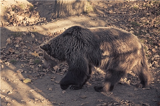 大,褐色,大灰熊,动物园
