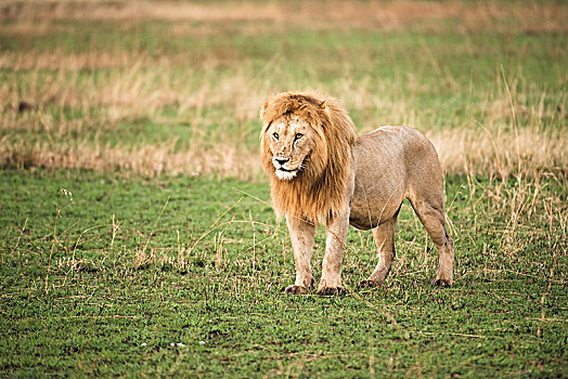雄性,狮子,站立,短小,草,塞伦盖蒂国家公园,坦桑尼亚