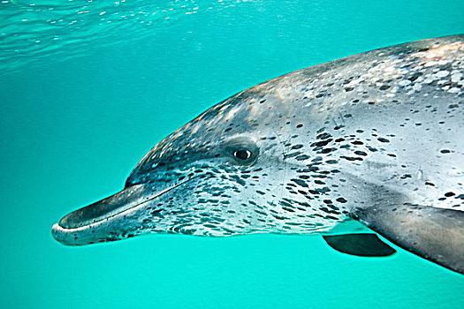 大西洋,斑海豚