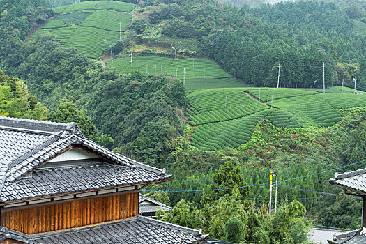 茶园,日式房屋