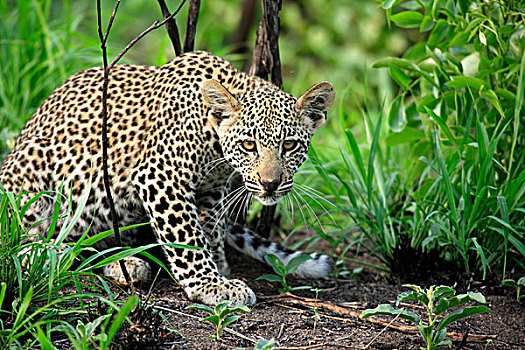 豹,幼兽,游戏,克鲁格国家公园,南非,非洲