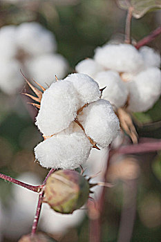 棉花,吐鲁番,新疆,中国