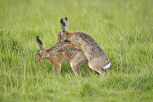 欧洲野兔,成年,一对,交配,草丛,地点,英格兰,英国,欧洲