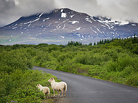 绵羊,道路,风景,积雪,山